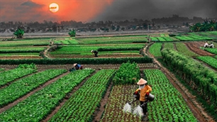 Sáng tác kịch bản cải lương về đề tài nông thôn mới